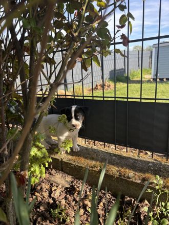 Kleine Energiebündel suchen ein zu Hause