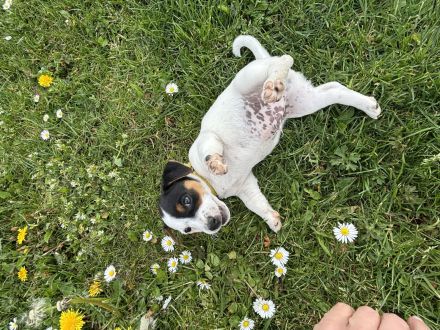Kleine Energiebündel suchen ein zu Hause