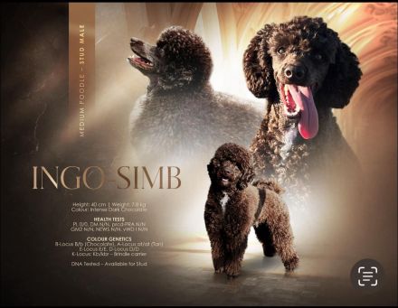 Zauberhafter Deckrüde Schockobraun