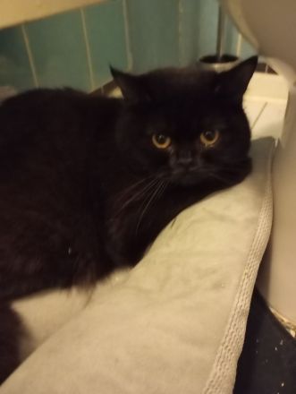 schwarzer BKH Kater mit Bernstein Augen