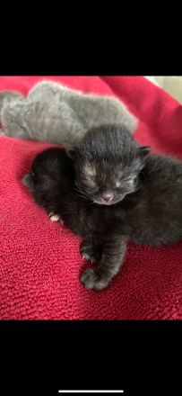 Britisch Kurzhaar kitten sehr süß