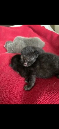 Britisch Kurzhaar kitten sehr süß