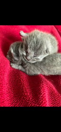 Britisch Kurzhaar kitten sehr süß