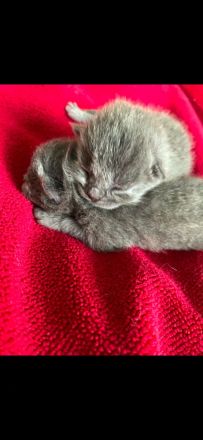 Britisch Kurzhaar kitten sehr süß