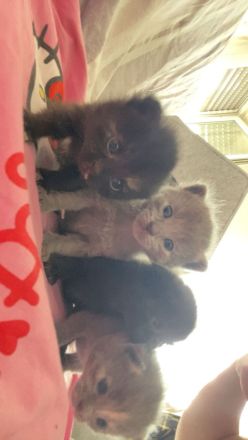 Wunderschöne BKH Kitten