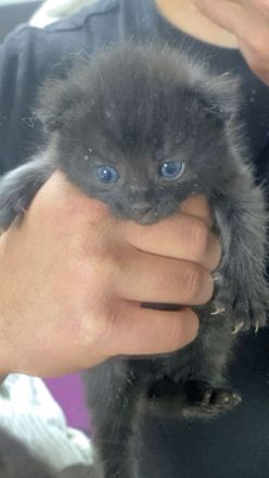 Wunderschöne BKH Kitten