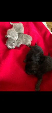 Britisch Kurzhaar kitten sehr süß