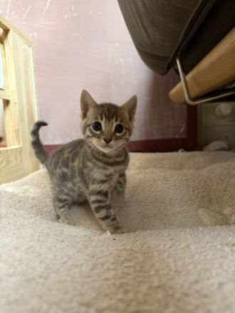 Bengalkitten mit Stammbaum und großen Rosetten