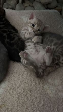 Bengalkitten mit Stammbaum und großen Rosetten