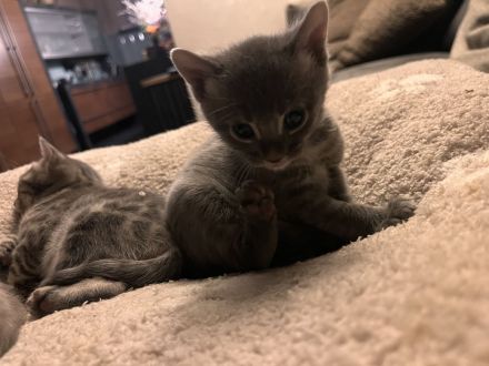 Bengalkitten mit Stammbaum und großen Rosetten