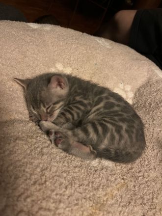 Bengalkitten mit Stammbaum und großen Rosetten