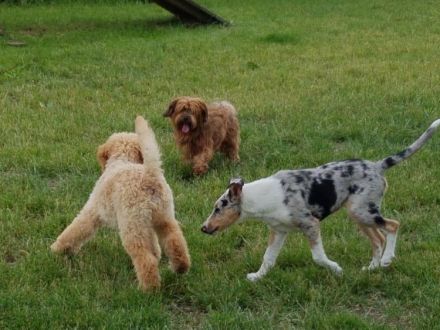 Peter Weise - Hundeschule total normal