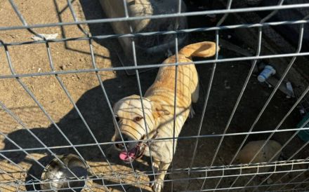 Neuanfang für zauberhafte Peaches gesucht