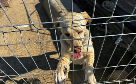 Neuanfang für zauberhafte Peaches gesucht