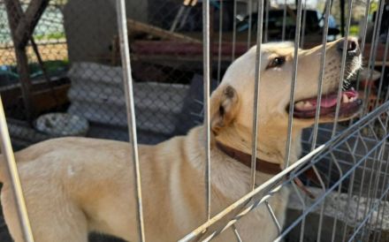 Neuanfang für zauberhafte Peaches gesucht