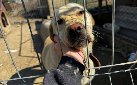 Neuanfang für zauberhafte Peaches gesucht