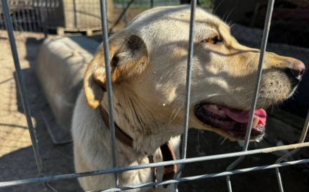 Neuanfang für zauberhafte Peaches gesucht