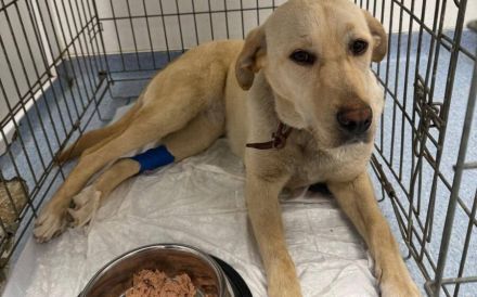 Neuanfang für zauberhafte Peaches gesucht