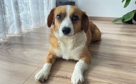 Molly - sanft und treu