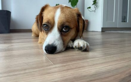 Molly - sanft und treu