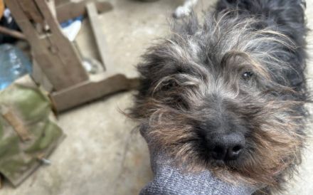 Kleiner Wirbelwind Mischka