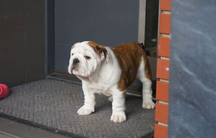 Reinrassige Englische Bulldogge – schönes Mädchen mit FCI-Papieren