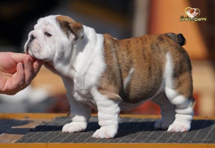 Reinrassige Englische Bulldogge – schönes Mädchen mit FCI-Papieren