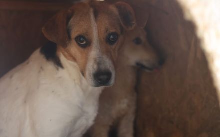 Liebevolle Schutzzone für Jacy gesucht