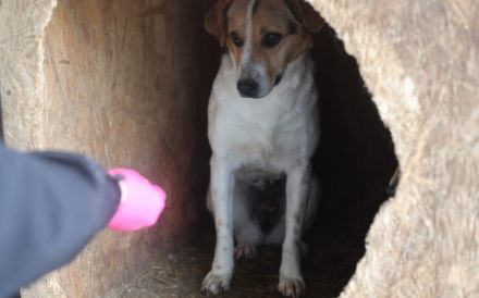 Liebevolle Schutzzone für Jacy gesucht