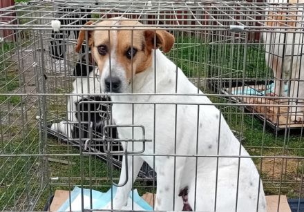 Liebevolle Schutzzone für Jacy gesucht