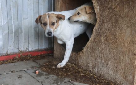 Liebevolle Schutzzone für Jacy gesucht