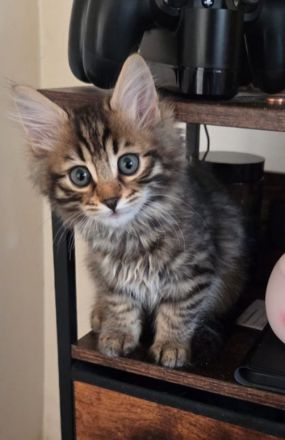 Bengalkitten sucht ein Zuhause