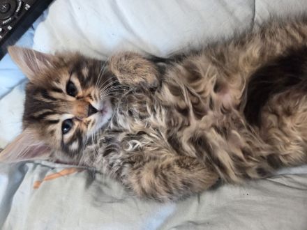 Bengalkitten suchen ein Zuhause