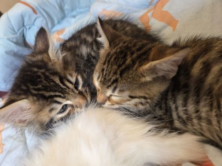 Bengalkitten suchen ein Zuhause