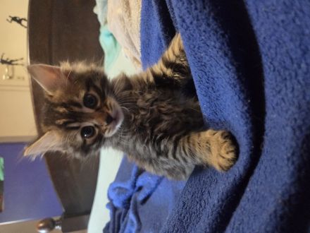 Bengalkitten suchen ein Zuhause