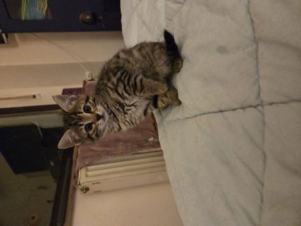 Bengalkitten suchen ein Zuhause