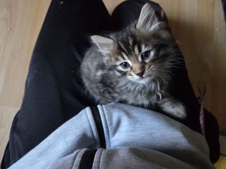 Bengalkitten suchen ein Zuhause