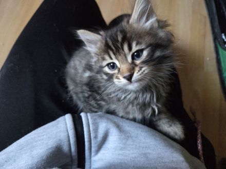 Bengalkitten suchen ein Zuhause