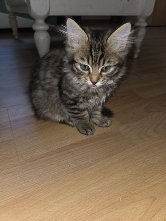 Bengalkitten sucht ein Zuhause