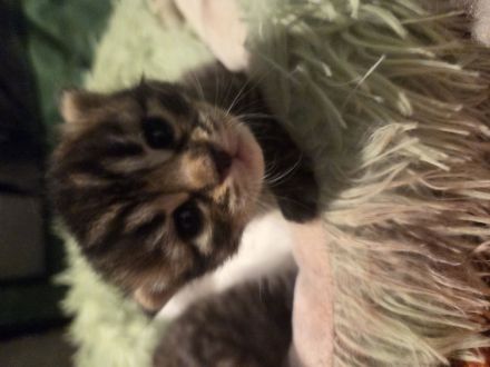 Bengalkitten suchen ein Zuhause