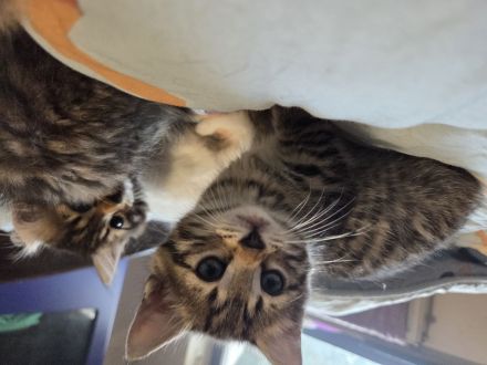 Bengalkitten suchen ein Zuhause