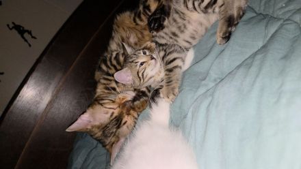 Bengalkitten suchen ein Zuhause