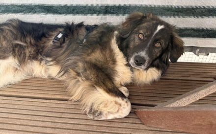 Kämperin Nougi sucht ihr Zuhause