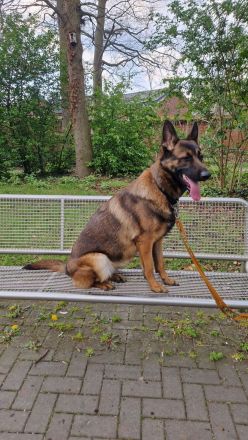 Malinois Hündin in Liebevolle Hände abzugeben.