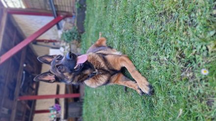 Malinois Hündin in Liebevolle Hände abzugeben.