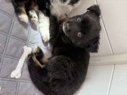 Toy Australian Shepherds mit Papieren