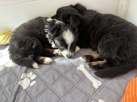 Toy Australian Shepherds mit Papieren