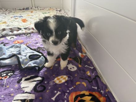 Toy Australian Shepherds mit Papieren