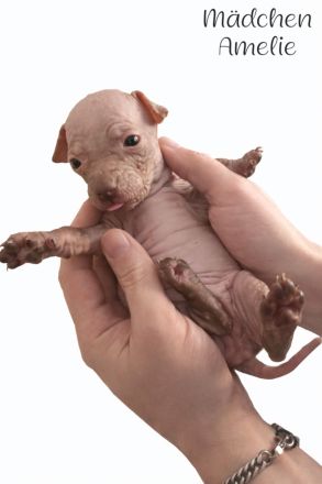 American Hairless Terrier Welpen