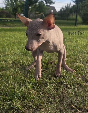 American Hairless Terrier Welpen